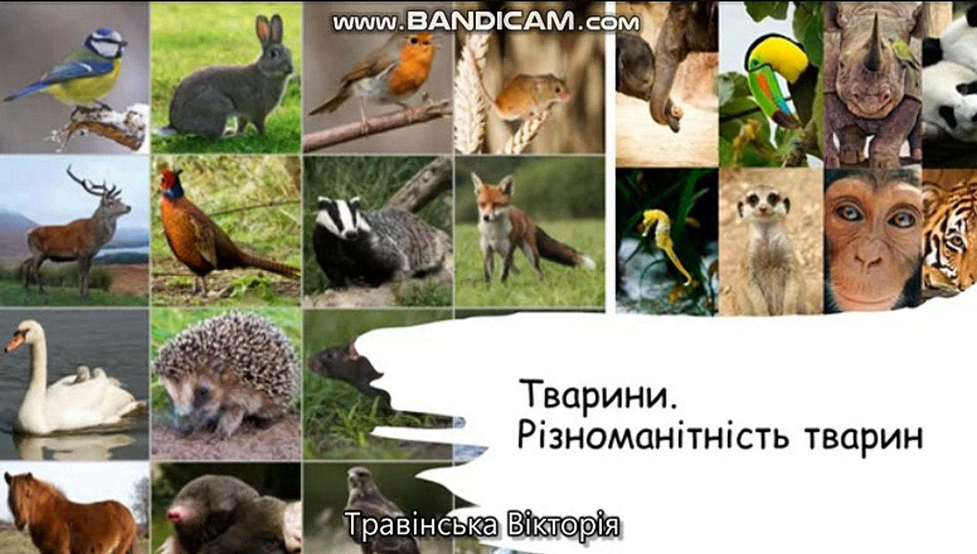 ⁣Фільм про тварин