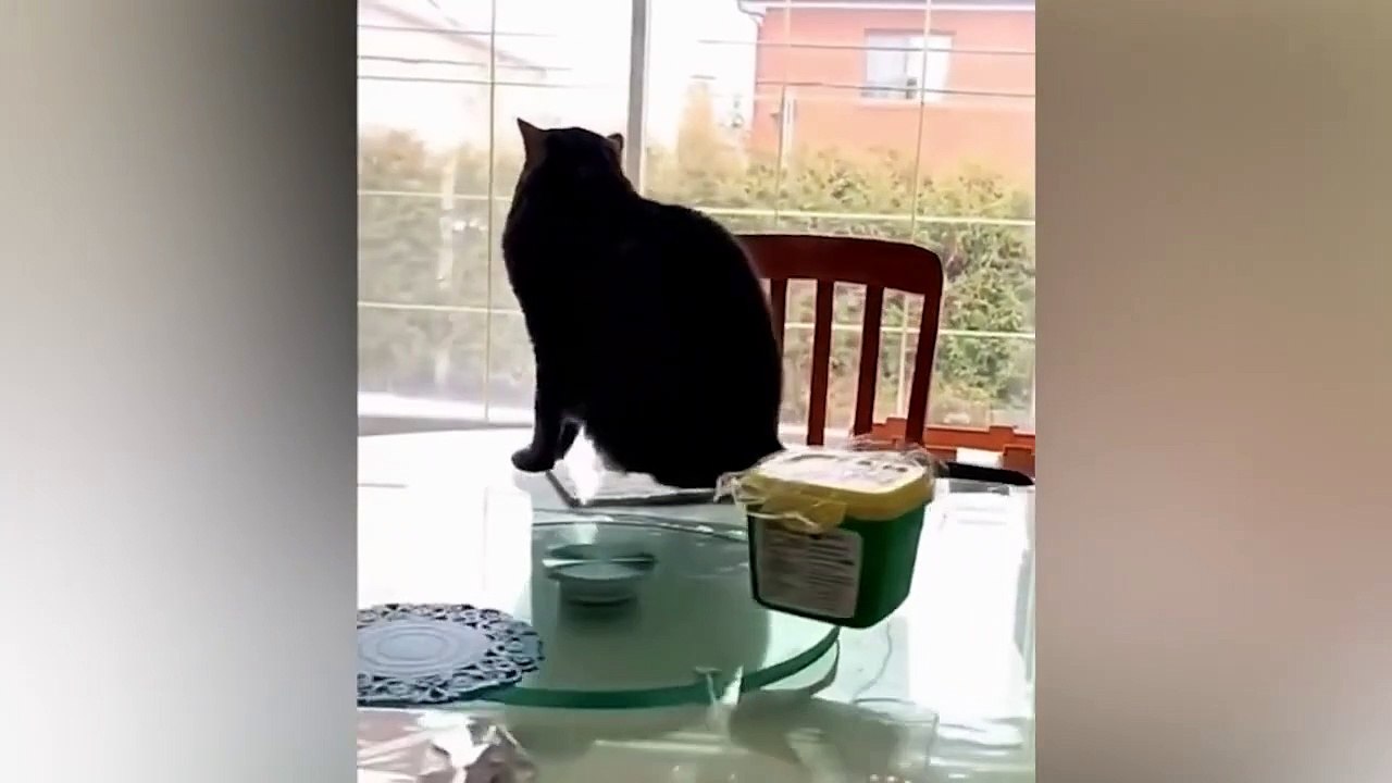 Funniest Cats And Dogs Videos  - Best Funny Animal Videos 2024