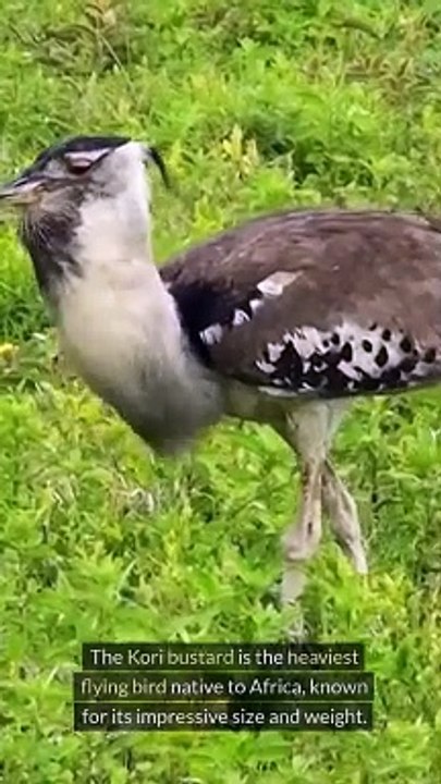 Facts About Kori Bustard