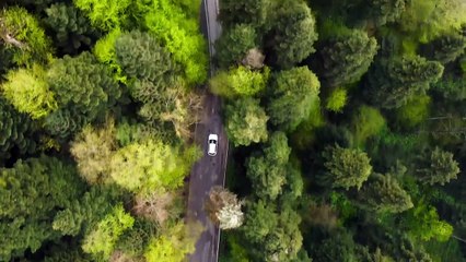 Driving car in the middle of the jungle Road @germany