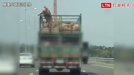 白豬國道跳車慘死！警方追人事件引發熱議🚗