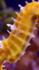 ECTLS - Comment le mâle peut donner naissance chez les hippocampes ?