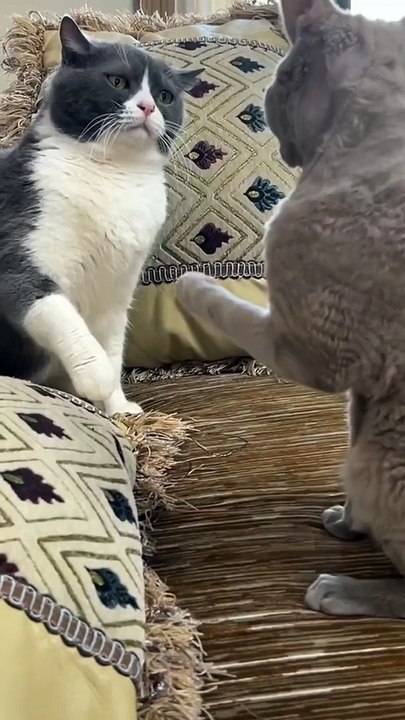 Cats Cat Fist Fight