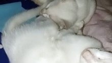 cats