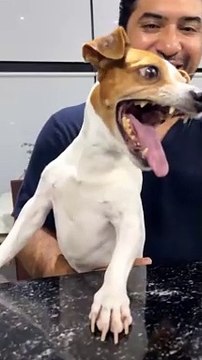 Laughing Dog Orginal meme Laughing dog meme | Laughing dog original | Laughing Dog Meme Original