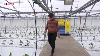 Une maraîchère désespérée par la conjoncture et les intempéries