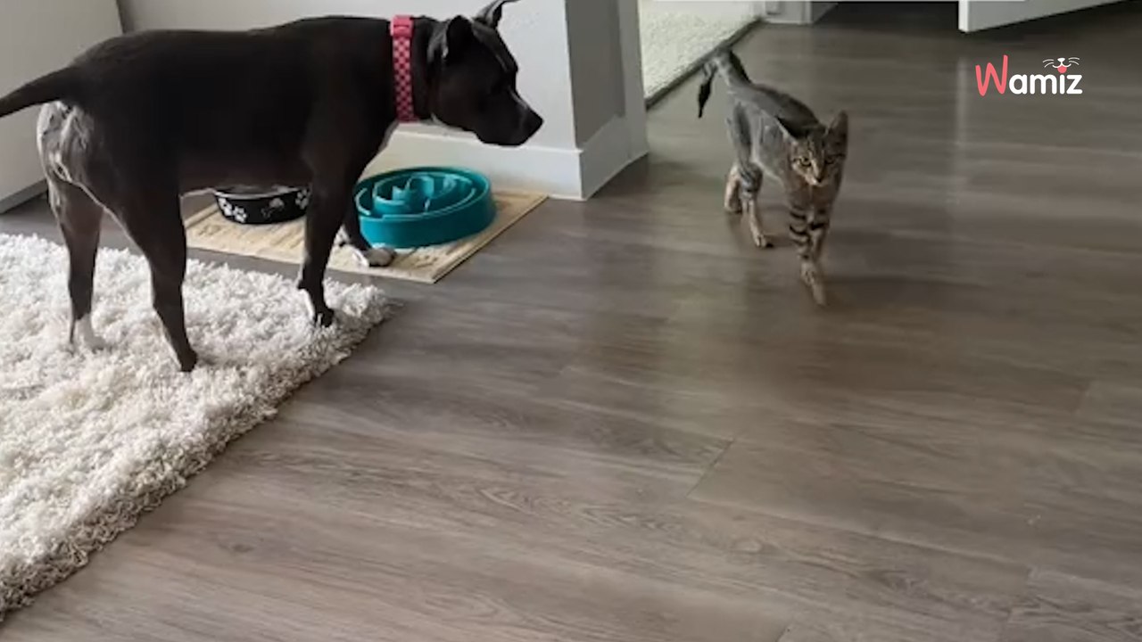 Hund trifft auf streunendes Kätzchen: Mit dieser Reaktion rechnet keiner!