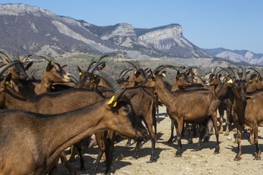 L' élevage dans les Baronnies provencales