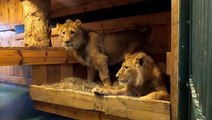 Watch: Lions rescued from war-torn Ukraine travel 8,000 miles to start new lives in South Africa