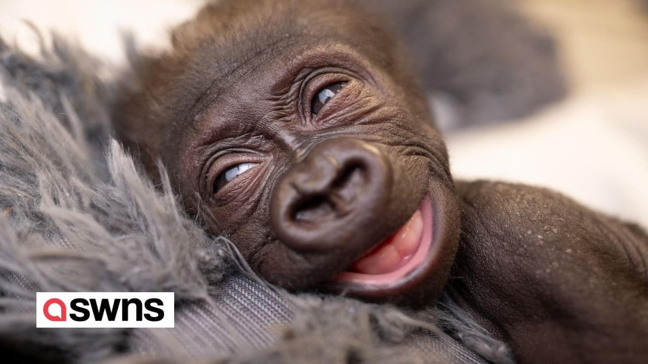 Gorillapfleger trägt einen „Gorillaanzug“, der dem Fell seiner Mutter nachempfunden ist
