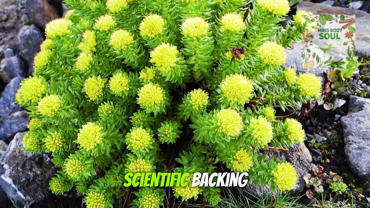 What Are The Benefits Of Rhodiola Rosea (Rhodiola Rosea benefits)