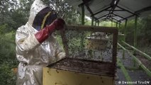 Kenyan beekeepers turn to bee venom as an alternative to honey production
