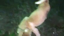 Night Walk with my Dog