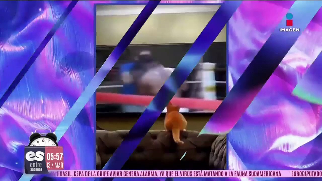 El gato boxeador
