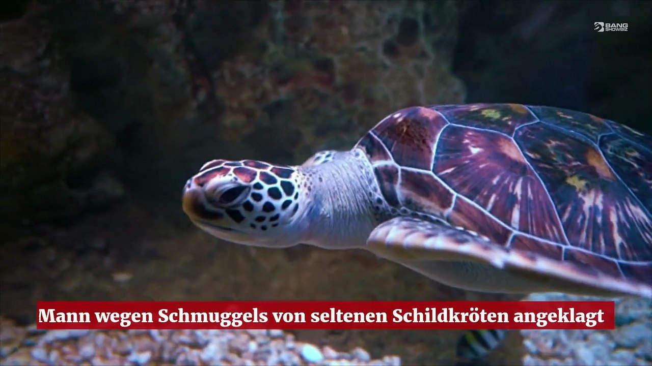 Mann wegen Schmuggels von seltenen Schildkröten angeklagt