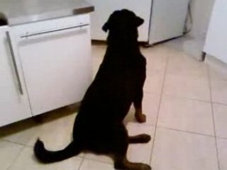 ROTTWEILER SQUATTE LA CUISINE