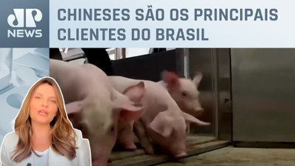 Rússia retoma comércio de suínos com a China após 15 anos; entenda os impactos no agro