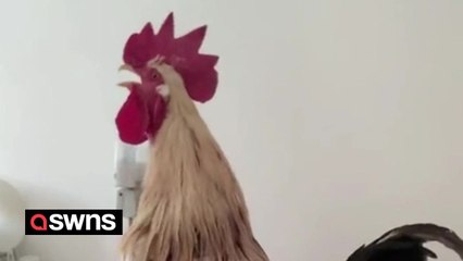 Pet rooster climbs into owner's bed to wake him up at 7am every morning