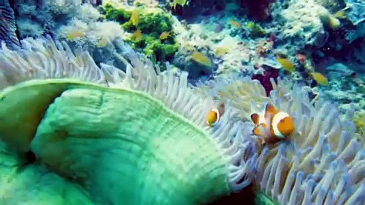 Beautiful reef fish