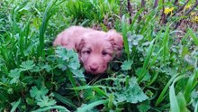 CACHORROS DE ANIMALES