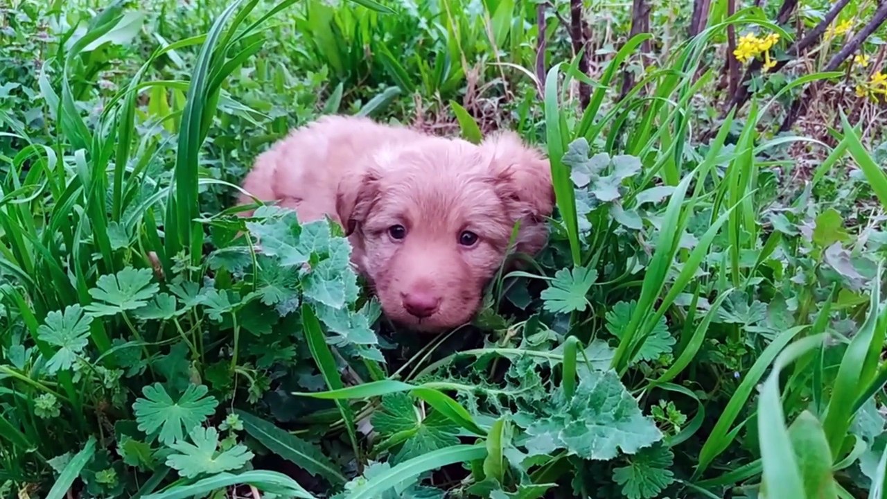 CACHORROS DE ANIMALES