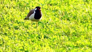 Red-wattled Lapwing Video - Titri Video - Asian Plover - Asian Lapwing