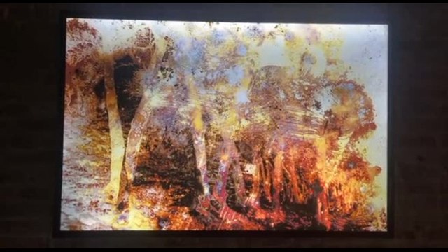 Fotografia oltre la fotografia: Fontcuberta al Museo Fortuny