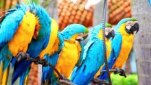 CLASES DE LOROS