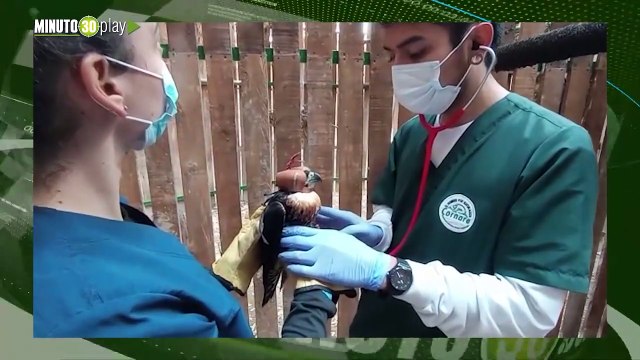 Un Halcón que se chocó en Rionegro ya volvió a volar