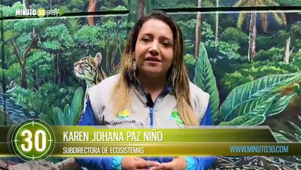 Corantioquia incautó 50 kilos de carne de chigüiro en el Bajo Cauca