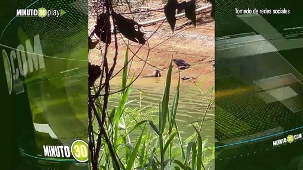 Qué tierno un par de nutrias fueron captadas dándose un chapuzón en el río de Antioquia Parte 2 SIN AP