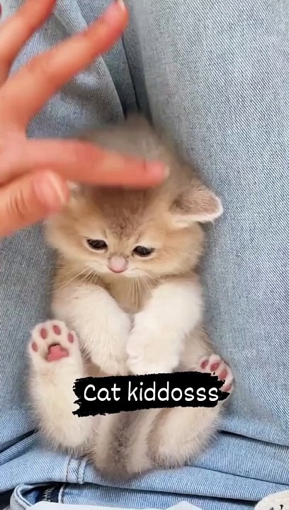 cat playing