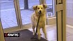 Funny videos shows pooch having temper tantrums when he doesn't get his way