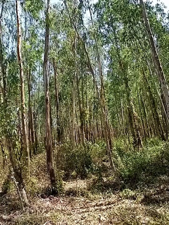 Forest in florida