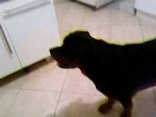 ROTTWEILER SQUATTE LA CUISINE