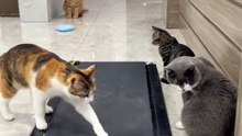 The  cat