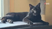 Il ne pesait qu'un kilo et demi quand il a été trouvé dans la rue : qui offrira enfin le bonheur à ce chat rescapé ?