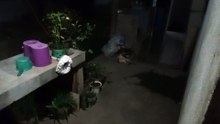 cats