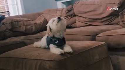 Ce chien réalise qu'il ne reverra plus jamais son meilleur ami : 3,7M de personnes ont le cœur brisé (vidéo)