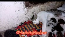 Mama's Boy