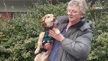 Après un an au refuge, le chien retrouve sa famille : leurs retrouvailles sont émouvantes (vidéo)