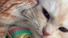 cute cat