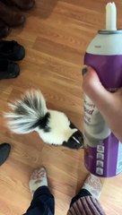 Pet Skunk Loves Whipped Cream