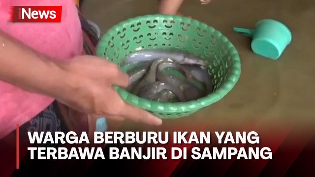Kolam Ternak Disapu Banjir, Warga Berburu Ikan di Dalam Rumah