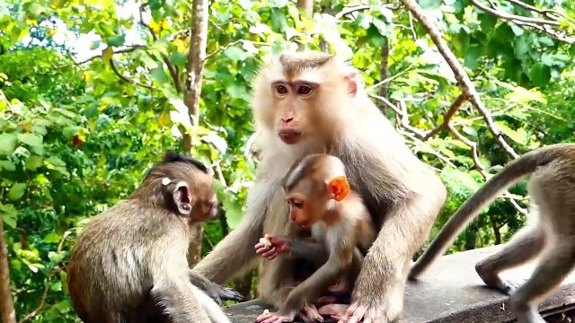 Why mother is so mean with baby like this_, Baby really want to eat, but mother Moly doesn't share (720p_25fps_H264-192kbit_AAC)