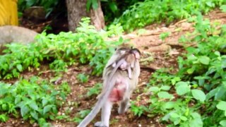 WOW ! Amazing Youngest Monkey Of Mother Barry Performs Funny Action (720p_25fps_H264-192kbit_AAC)