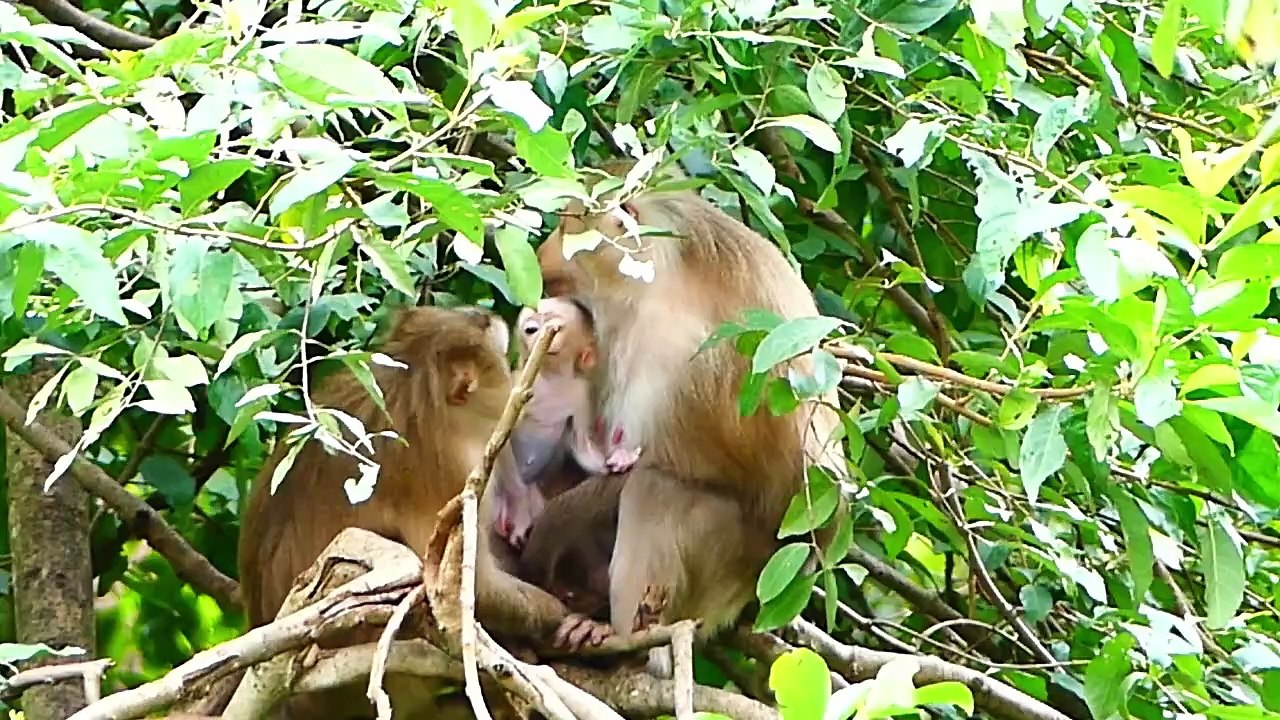 Wow Amazing!, Baby Bean Spends Special Time To Visit Rockstar (720p_25fps_H264-192kbit_AAC)