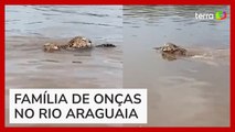 Onça é flagrada por pescadores nadando com filhotes em rio em Goiás
