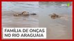 Onça é flagrada por pescadores nadando com filhotes em rio em Goiás