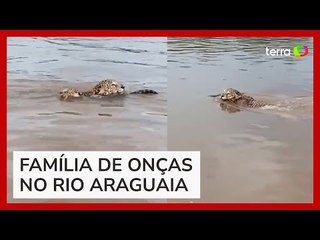 Onça é flagrada por pescadores nadando com filhotes em rio em Goiás